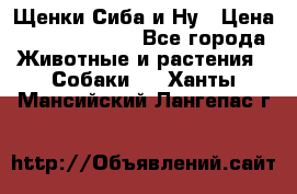 Щенки Сиба и Ну › Цена ­ 35000-85000 - Все города Животные и растения » Собаки   . Ханты-Мансийский,Лангепас г.